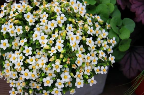 適合秋天養的4種花,“懶人”必備,不澆水反而長得旺 適合秋天養的4種花,“懶人”必備,不澆水反而長得旺