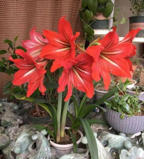 虎年養花就選這四種，漂亮又喜慶，大吉大利，越養越舒心