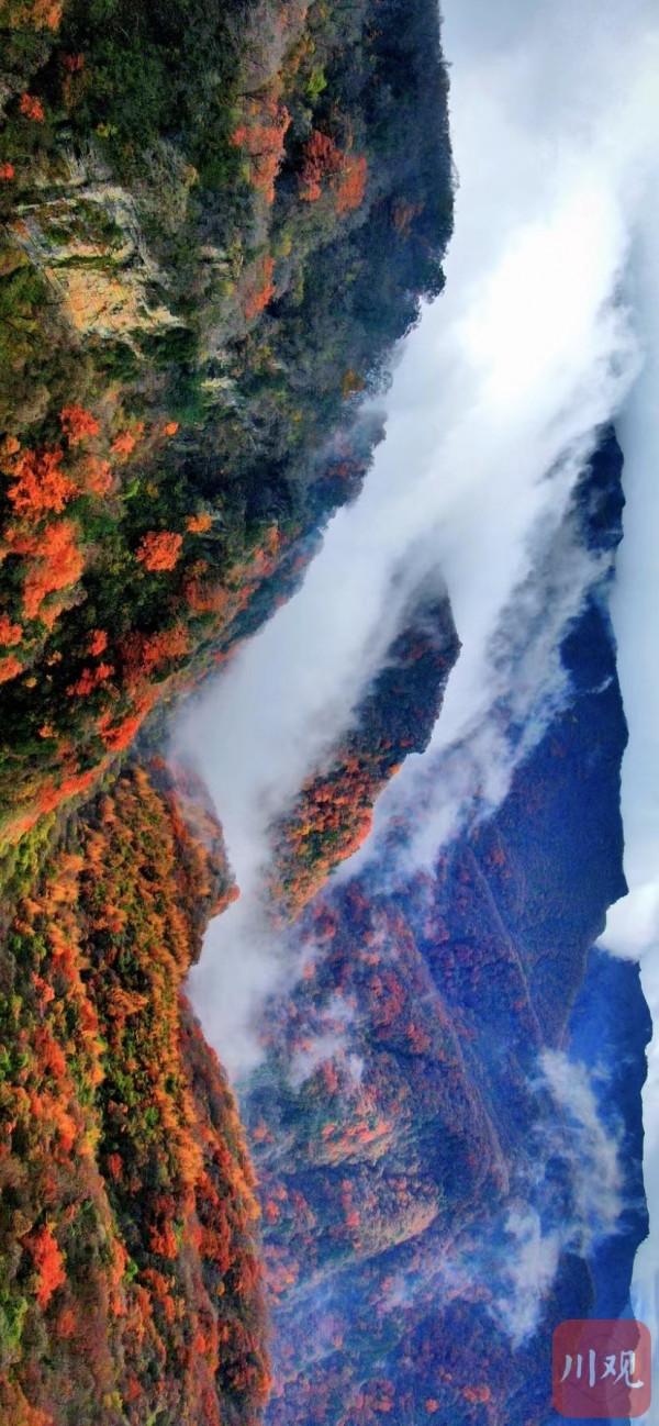 秋天最美的約定 光霧山的紅葉又紅啦