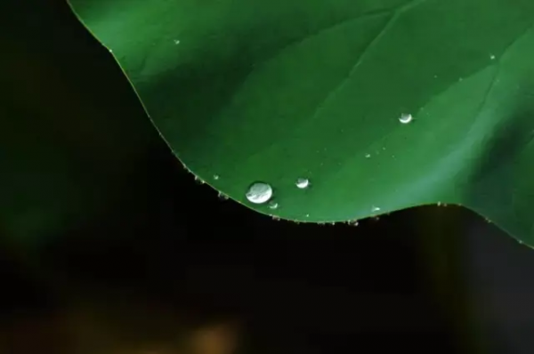 林志洪|圓的聯想 林志洪|圓的聯想