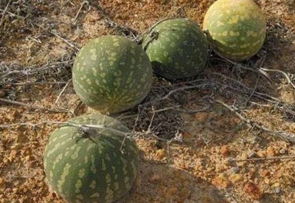 在沙漠裡再渴也別隨地採食“西瓜”,科學家:救命隨時會變喪命 在沙漠裡再渴也別隨地採食“西瓜”,科學家:救命隨時會變喪命