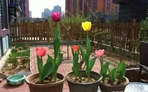 3種花,“臥室客廳”都不適合養,家裡有,最好移到室外,別忽視 3種花,“臥室客廳”都不適合養,家裡有,最好移到室外,別忽視