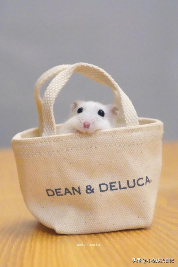 萌到心化！！這隻小精靈一樣的倉鼠讓人瘋狂心動...