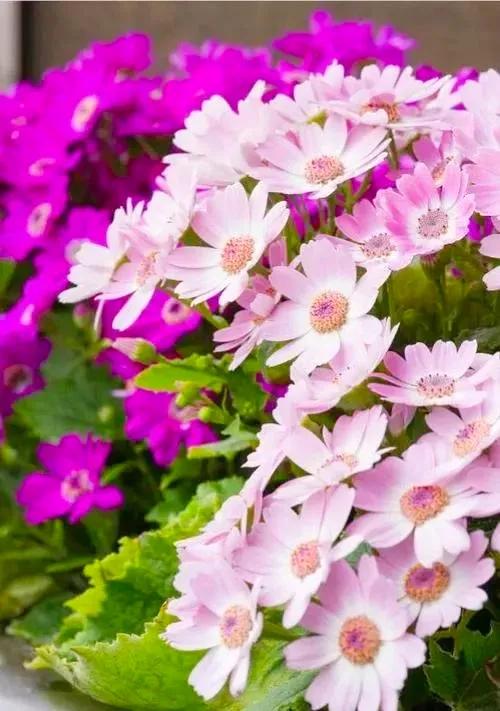 多姿多彩瓜葉菊