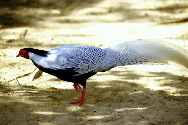 潔瓊無瑕一白鷳