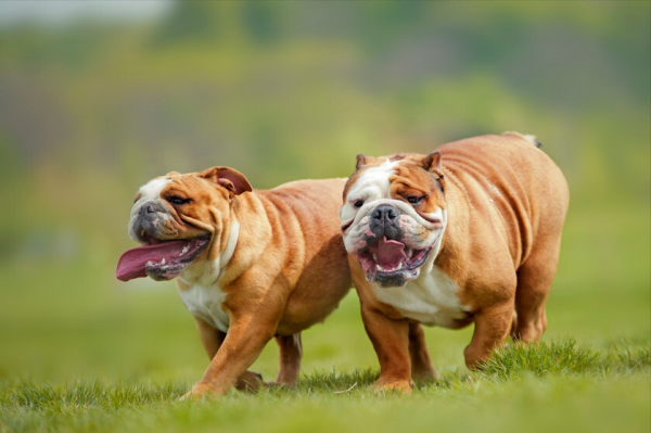 英國鬥牛犬拉稀怎麼辦？