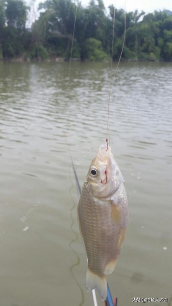 野釣搞遊擊，第一竿中魚，驚喜又刺激