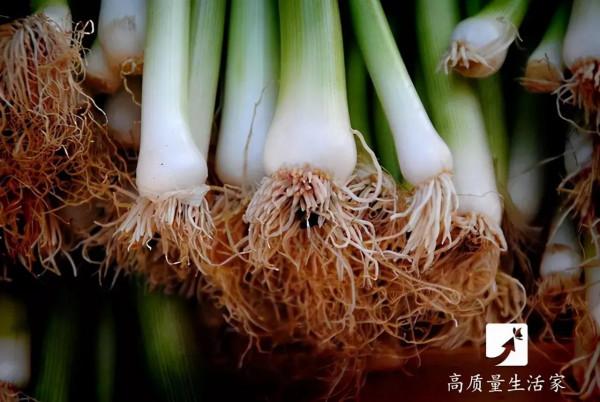 這些蔬菜不要放冰箱,容易變味變質!第一種你家就有 這些蔬菜不要放冰箱,容易變味變質!第一種你家就有