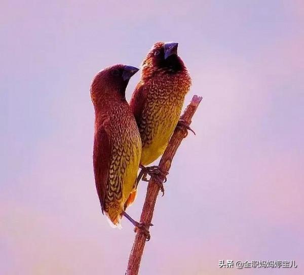 分享——比翼鳥