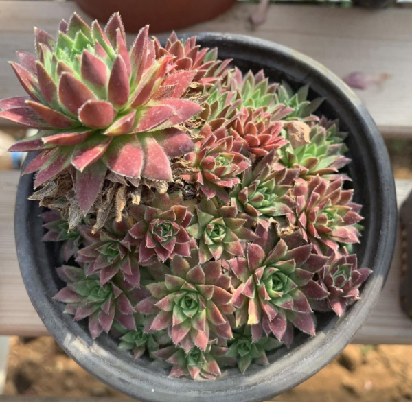 冬天養觀音蓮，捨不得孩子套不著狼，多“凍一凍”狀態越來越好