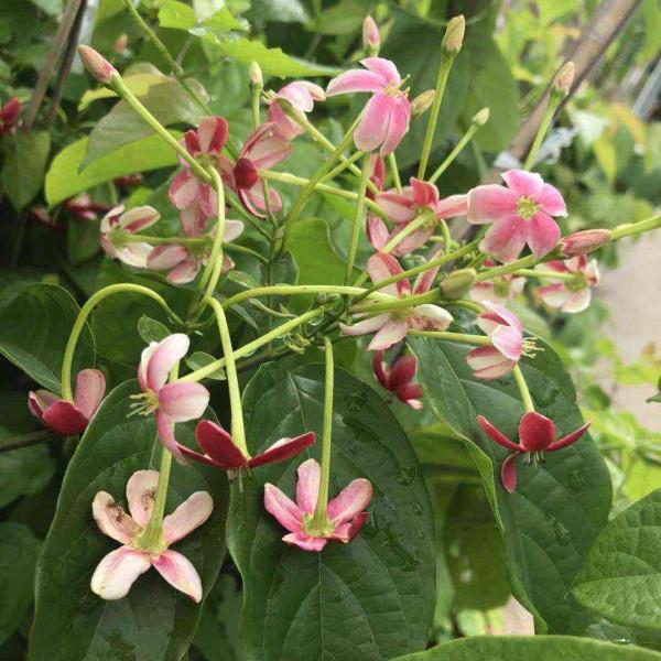 樓房養花也能養成大花園，選對植物半年爬成花牆，特省心