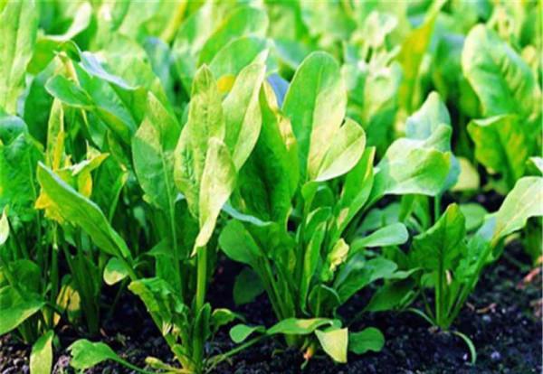 在農村種地能畝年收入10000元的農作物有哪些