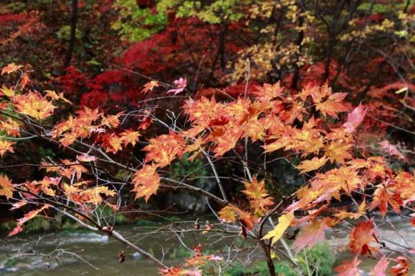 遼寧清原筐子溝楓葉正紅