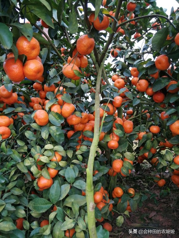 柑橘十二月份管什麼？保樹清園和促花