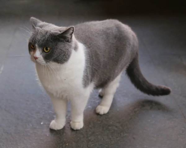 朵公主的可愛暴擊，你準備好了嗎