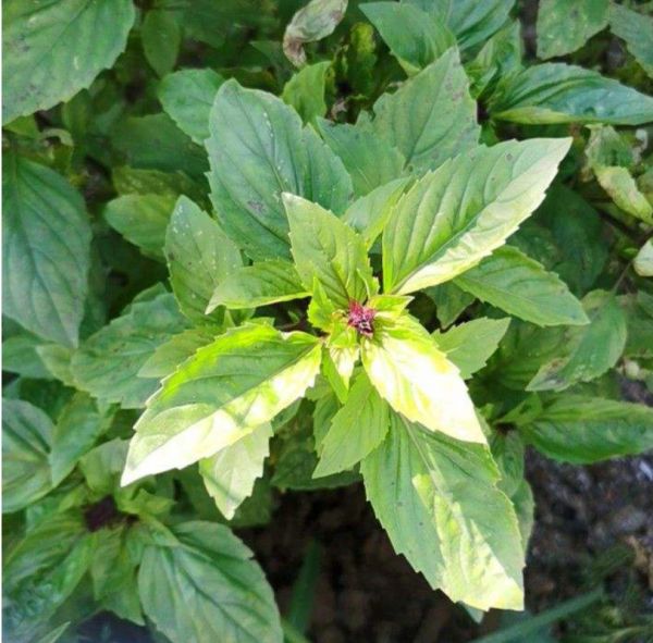 6種香草盆栽，掐個葉子就能吃，味道清香四溢