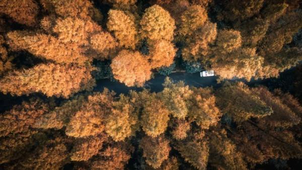 今天，邂逅一場浪漫的崇明“賞葉之旅”