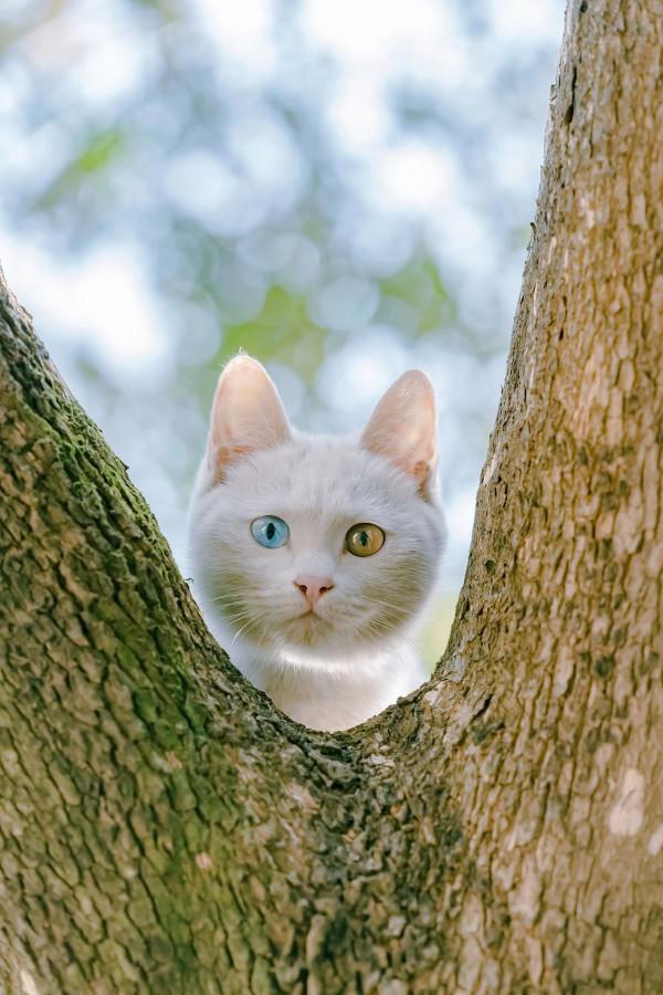 嬉笑怒打，皆是真愛——蘇州園林裡的“神仙眷侶”