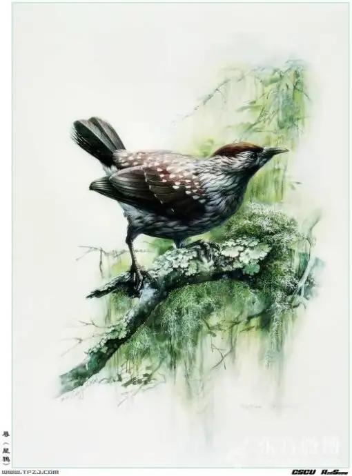 中國動植物畫第一人，曾孝濂極品工筆畫