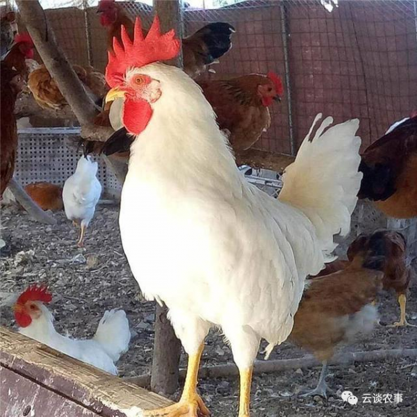 雞的品種與分類&mdash;&mdash;居然有這麼多品種？