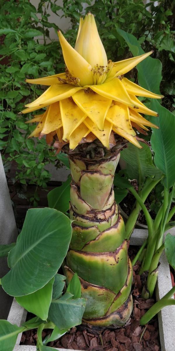 地湧金蓮，葉如芋艿，苞如蓮瓣，百日開花花不敗