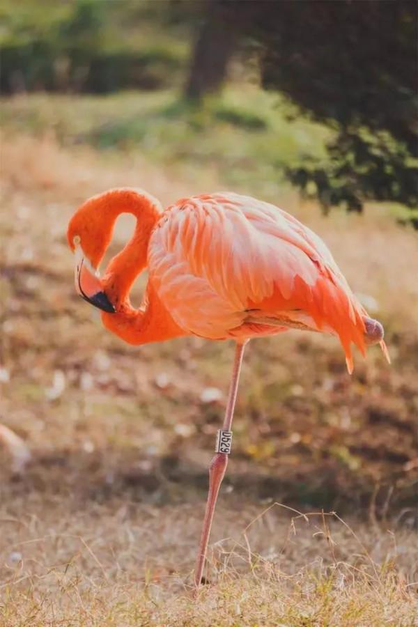 野生森林動物世界