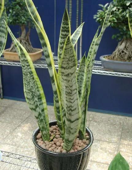 四種花的擺放順序，你知道嗎？