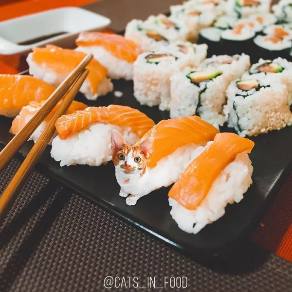 這樣的貓片，真下飯