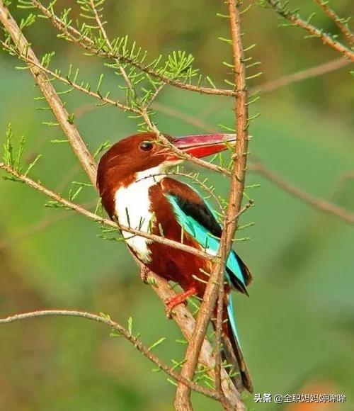分享&mdash;&mdash;珍貴的稀有鳥類