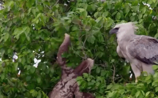 可憐的樹懶：超過50%的樹懶在拉屎途中意外身亡，真是執著