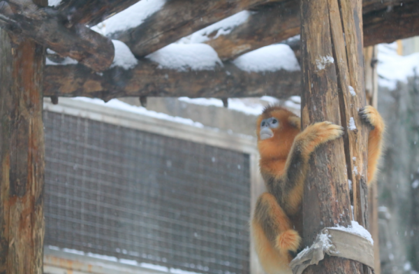 初雪光臨北京動物園，它們也出門賞雪了……