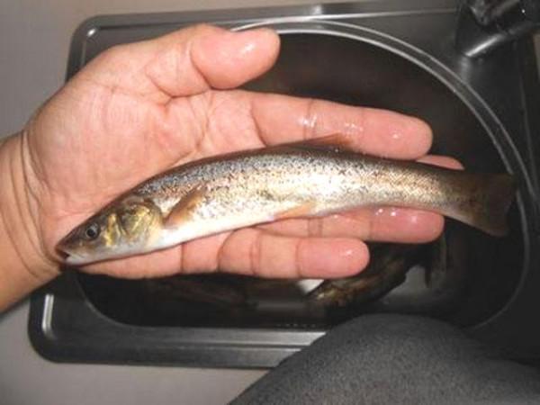 以前嫌小沒人要，殊不知如今80元一斤，想吃不一定買得到