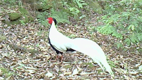 美麗的遇見細數那些“被偏愛”的大鳥