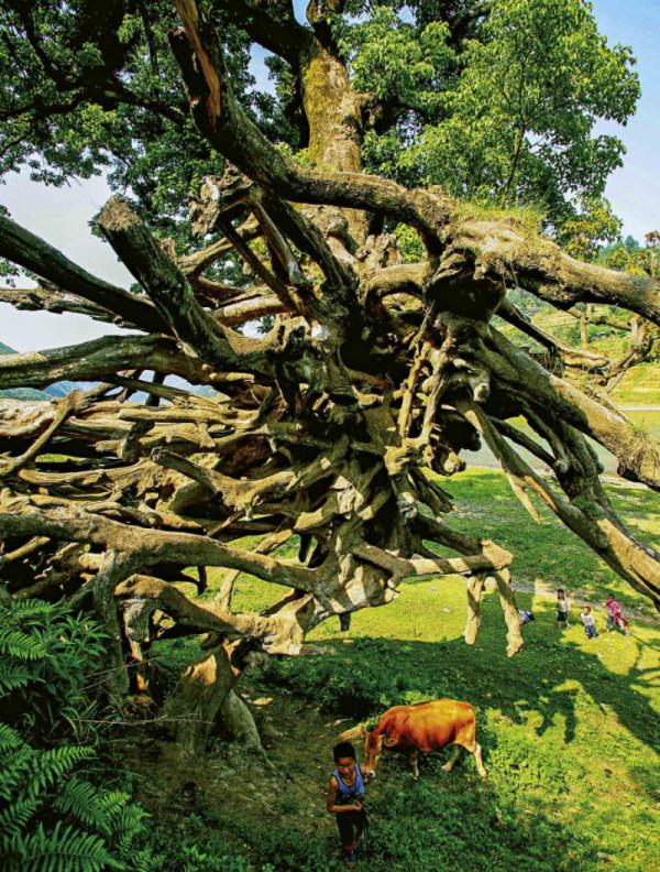 林草科普|烏江：一條喀斯特河流的美麗與豐饒