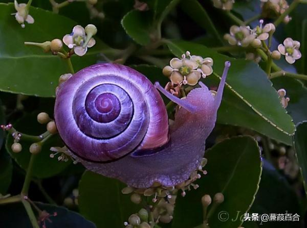 這些神奇的具有奇妙色彩的動物，你見過幾個？
