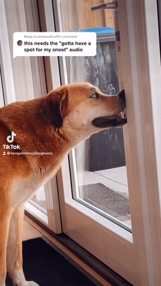 戲精狗子裝病騙取主人關心，寵物界如果有奧斯卡，它一定能獲獎