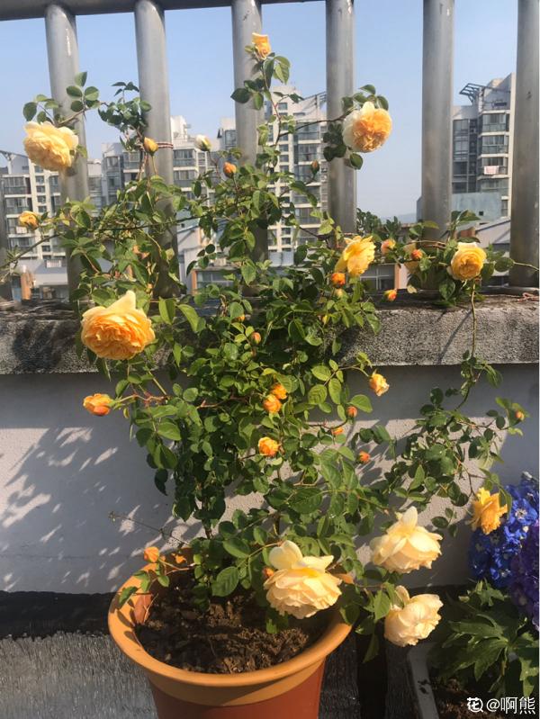 秋天一到，花牆變空牆，這5種爬藤花，秋天種不要太合適