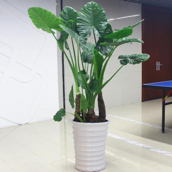 “100種花”適合養在陽臺上，一個比一個好看，還很好養護