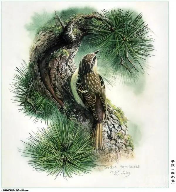 中國動植物畫第一人，曾孝濂極品工筆畫