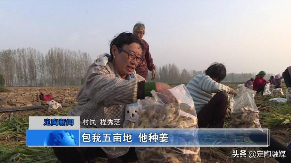 返鄉創業做“姜”軍,看定陶這位小夥的致富路 返鄉創業做“姜”軍,看定陶這位小夥的致富路