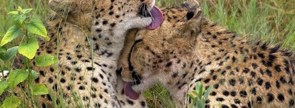 谷歌下一代旗艦手機 Pixel 7&sol;Pro 代號曝光：&OpenCurlyDoubleQuote;獵豹&rdquo;和&OpenCurlyDoubleQuote;黑豹&rdquo;