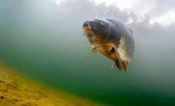 立春過後釣鯽鯉，出現這兩種情況選擇釣浮，其他時候一概釣底