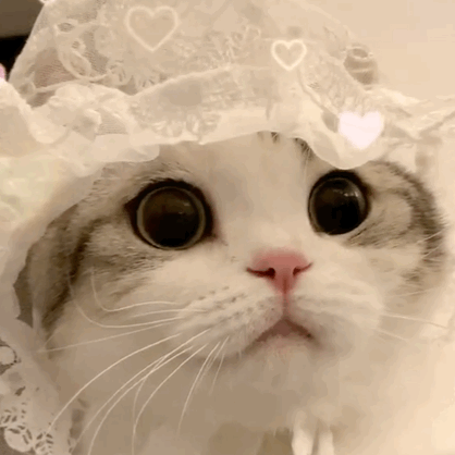 點名時，中文喊“到”，英文喊什麼？