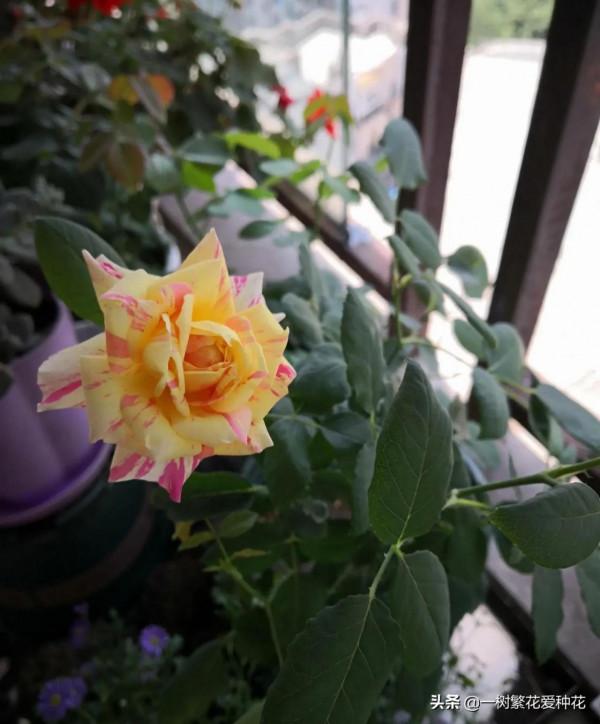 廣東三寶&mdash;&mdash;莫奈，條紋系美花，耐曬耐熱對天熱地區友好的月季