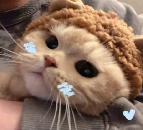 萌寵系列頭像「貓咪情頭」