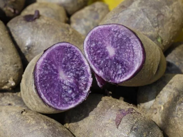 黑土豆:價格是普通土豆的5-6倍,農戶正“積極擴種” 黑土豆:價格是普通土豆的5-6倍,農戶正“積極擴種”