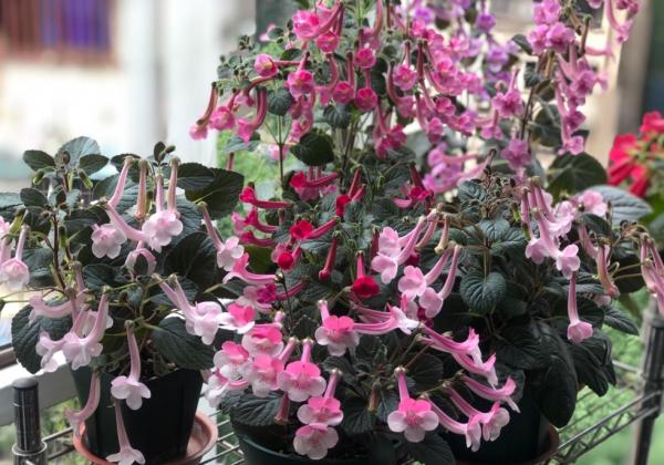 1種花特耐陰,開花像是小喇叭,花量巨大 1種花特耐陰,開花像是小喇叭,花量巨大