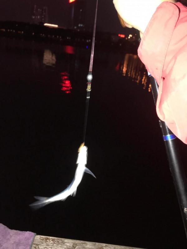 分享一下我釣邕江藍刀的方法和裝備