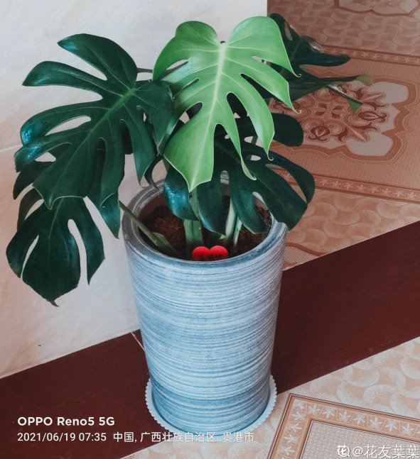 南方氾濫的花,北方人“愛不釋手”,太“拉仇恨”了 南方氾濫的花,北方人“愛不釋手”,太“拉仇恨”了