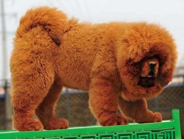 藏獒 威武 兇猛 忠誠